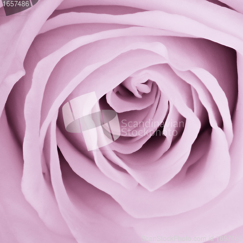 Image of violet rose close up
