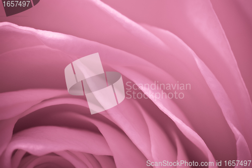 Image of pink rose macro