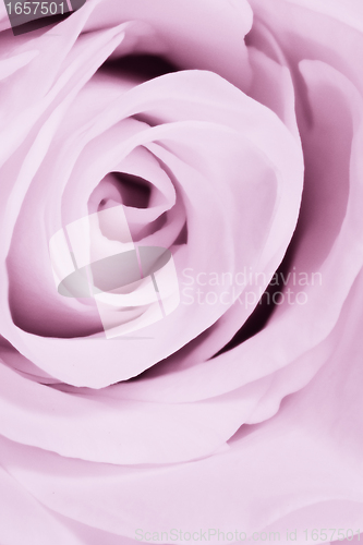 Image of violet rose close up
