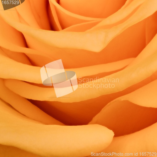 Image of orange rose close up