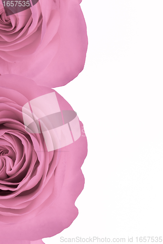 Image of pink rose macro
