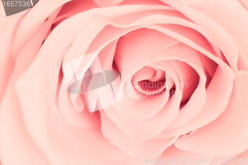 Image of pink rose close up