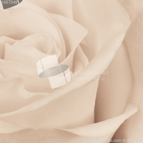 Image of white rose close up