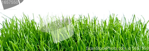 Image of green grass