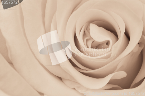 Image of white rose close up