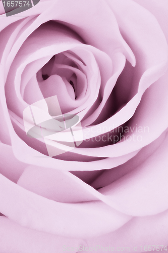 Image of violet rose close up