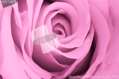 Image of pink rose close up