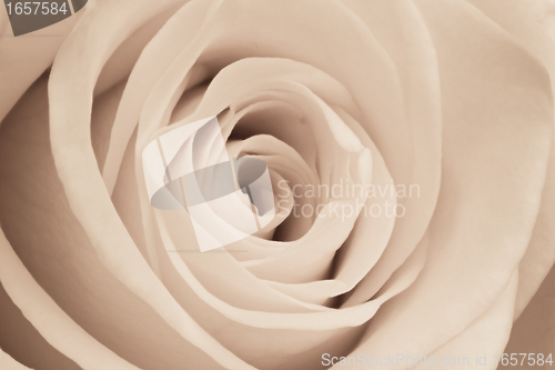Image of white rose close up