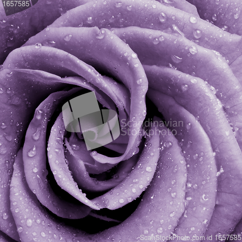 Image of violet rose