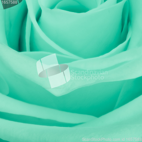 Image of green rose close up