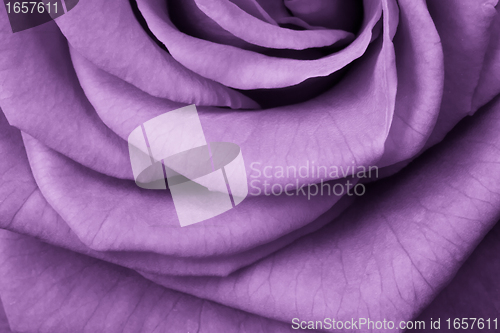 Image of violet rose