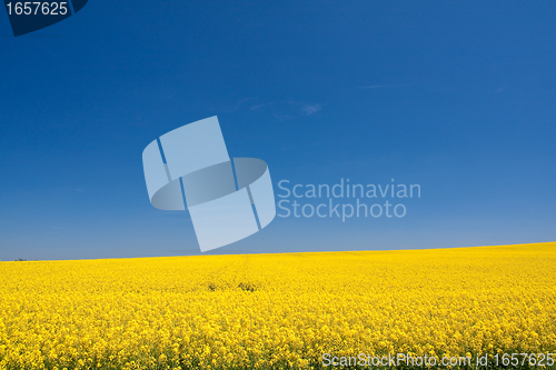 Image of rape field