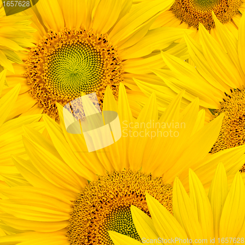 Image of background made of beautiful sunflowers