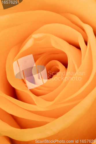 Image of orange rose close up
