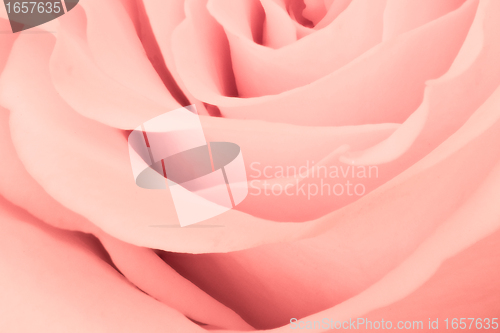 Image of pink rose close up