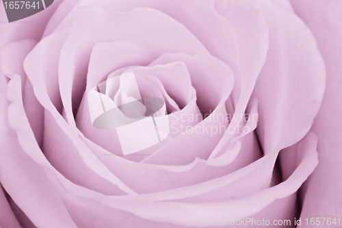 Image of violet rose close up