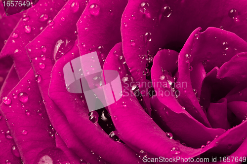 Image of pink rose