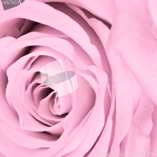Image of pink rose close up