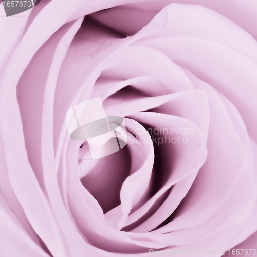 Image of violet rose close up