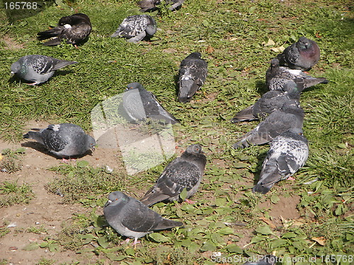 Image of Pigeons