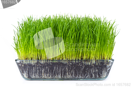 Image of grass with soil