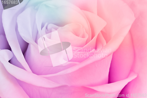 Image of multicolor rose