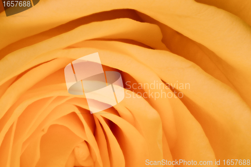 Image of orange rose close up