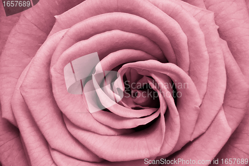 Image of pink rose