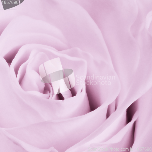 Image of violet rose close up
