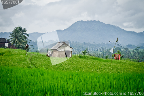 Image of rice fields in Bali, Indonesia