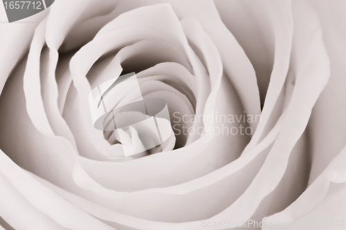Image of white rose close up