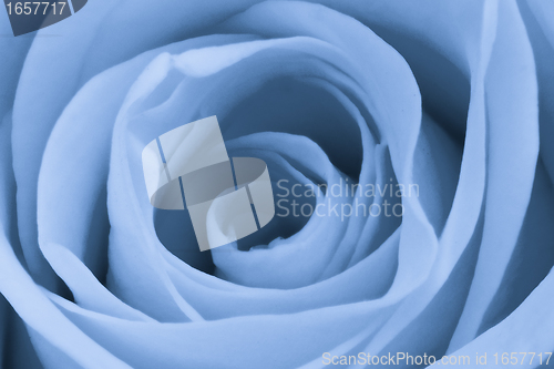 Image of blue rose close up
