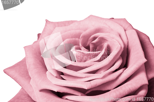 Image of pink rose