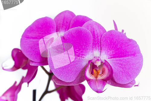 Image of pink orchid