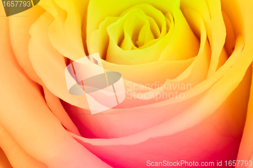 Image of multicolor rose