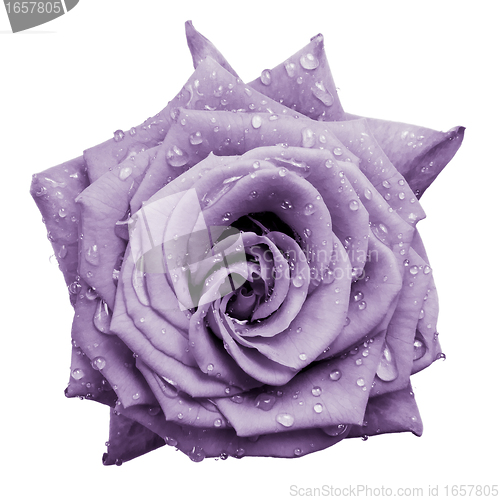 Image of violet rose