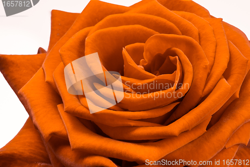 Image of orange rose