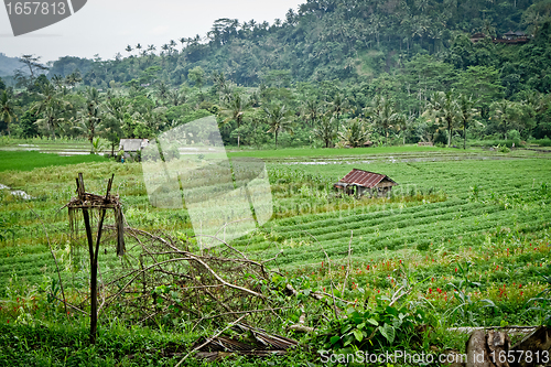 Image of rice fields in Bali, Indonesia