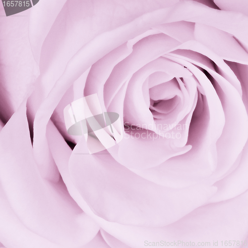 Image of violet rose close up