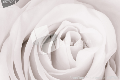 Image of white rose close up