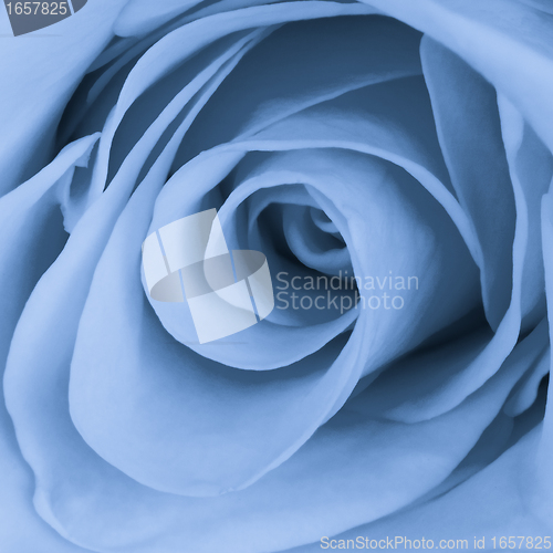 Image of blue rose close up