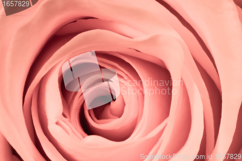 Image of pink rose close up