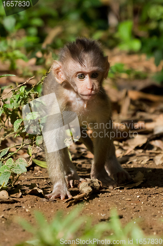 Image of Monkey (Macaca fascicularis)