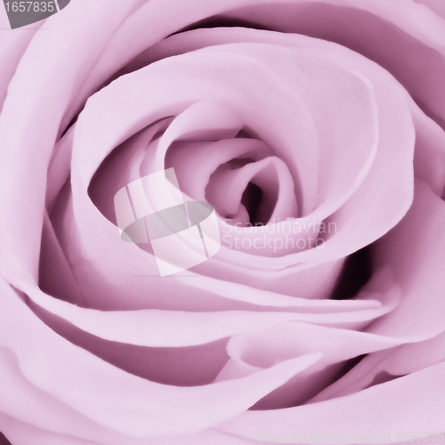 Image of violet rose close up
