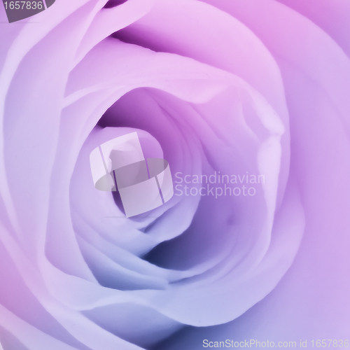 Image of multicolor rose