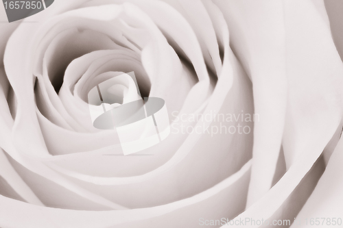Image of white rose close up