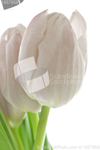 Image of tulips