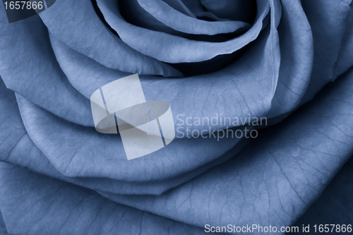 Image of blue rose