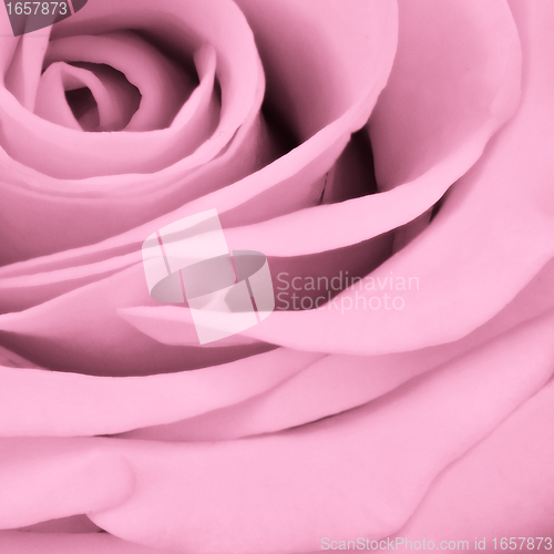 Image of pink rose close up
