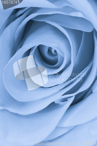 Image of blue rose close up
